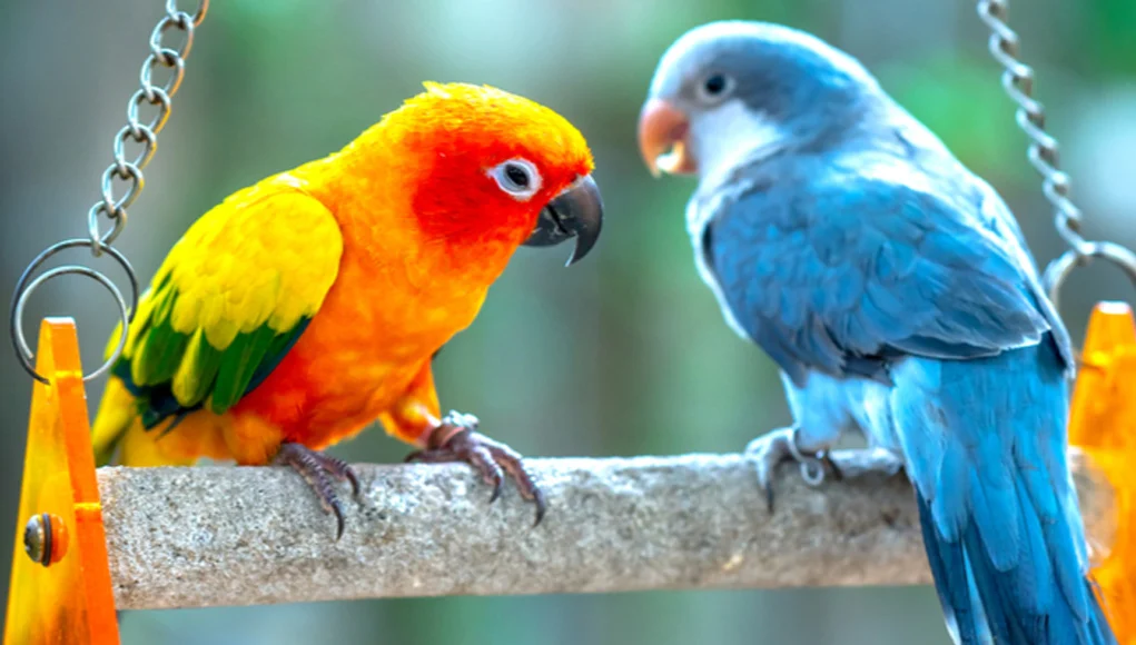 The Realities of Keeping Parrots as Pets