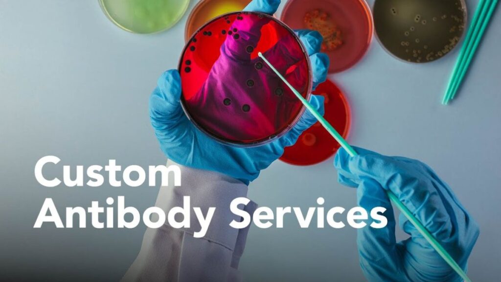 Custom Antibody Services: Development Platforms and Validation Strategies Supporting Reliable Research