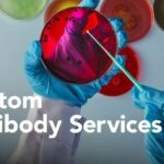 Custom Antibody Services: Development Platforms and Validation Strategies Supporting Reliable Research Results
